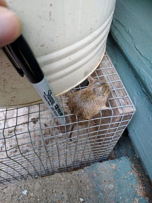 Are Rats, Mice, Squirrels, Raccoons, Possums or Bats living in your home or attic?