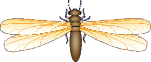 Termite